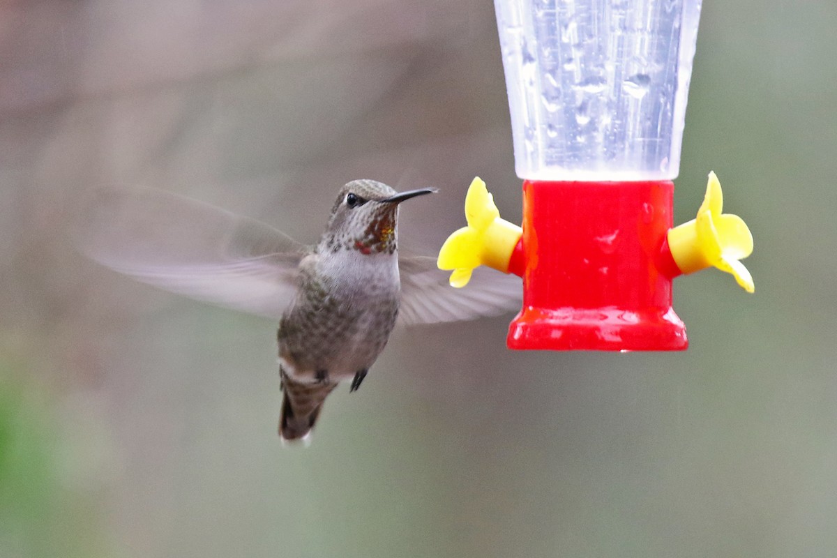 Colibri d'Anna - ML647599969