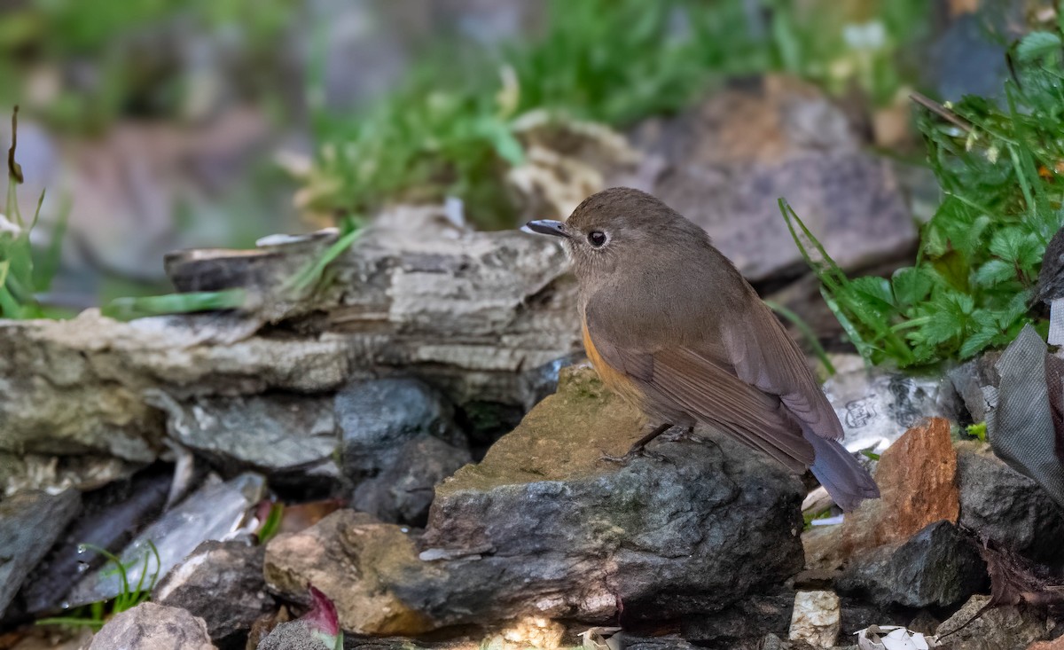 Robin de l'Himalaya - ML647599970