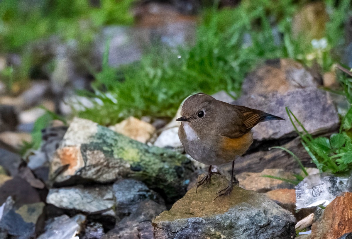 Robin de l'Himalaya - ML647599971