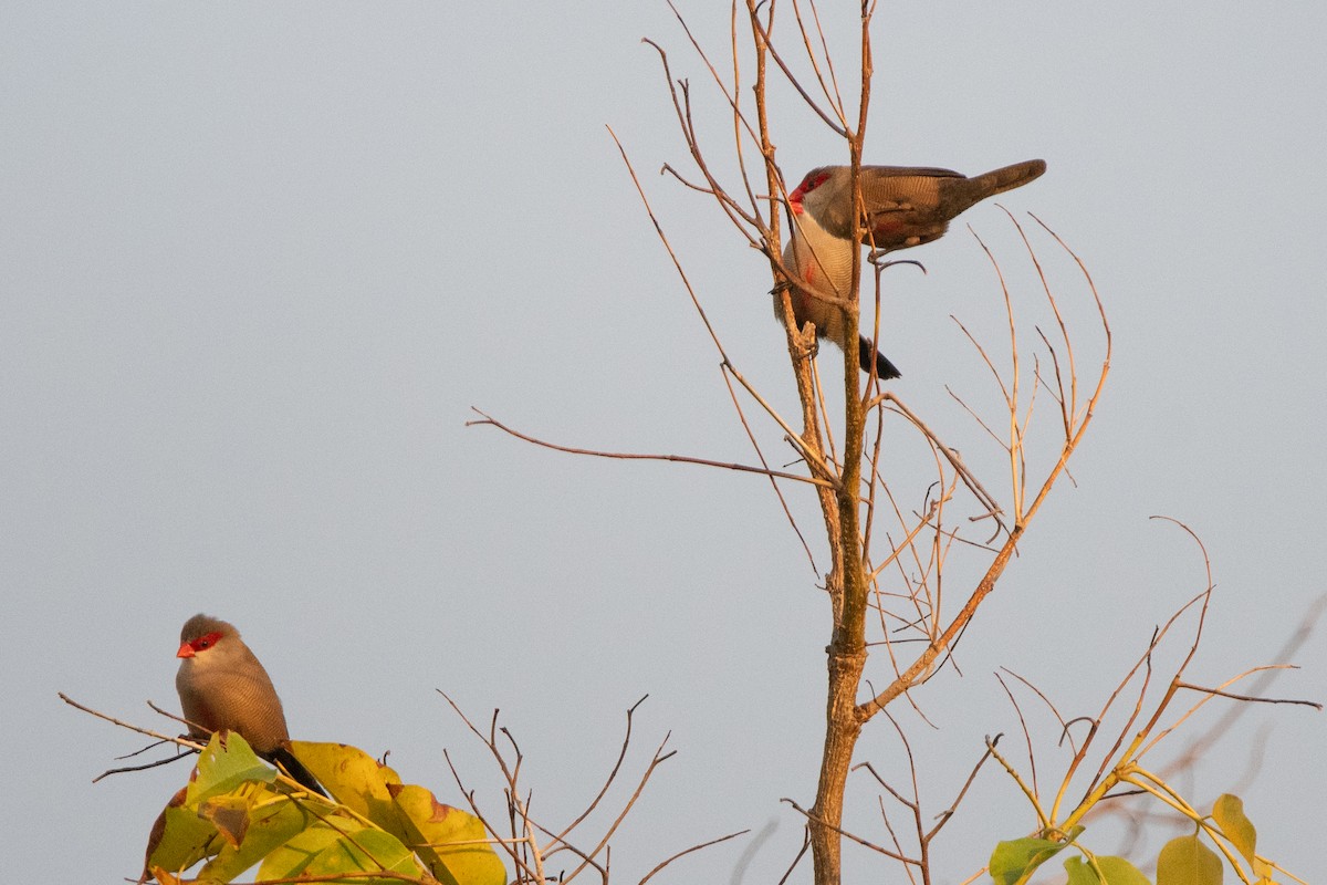 Astrild ondulé - ML647599972