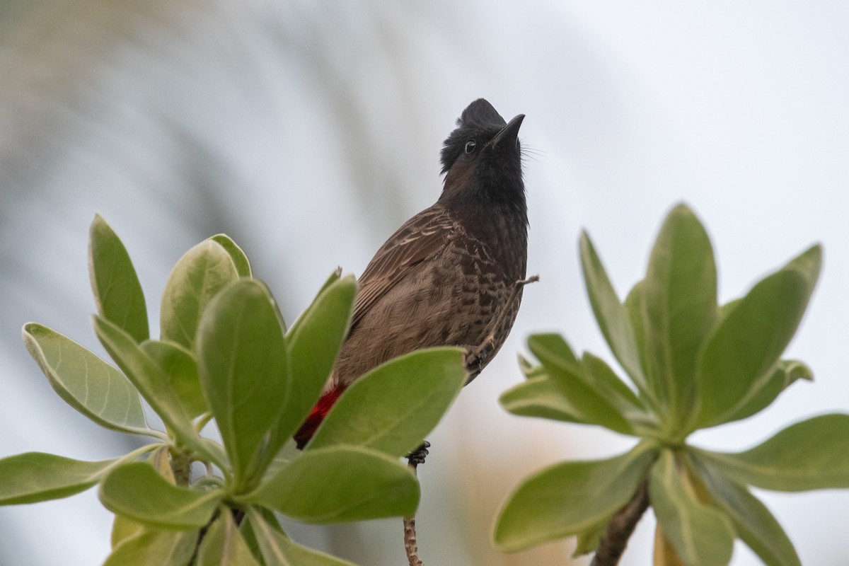 Bulbul à ventre rouge - ML647599976