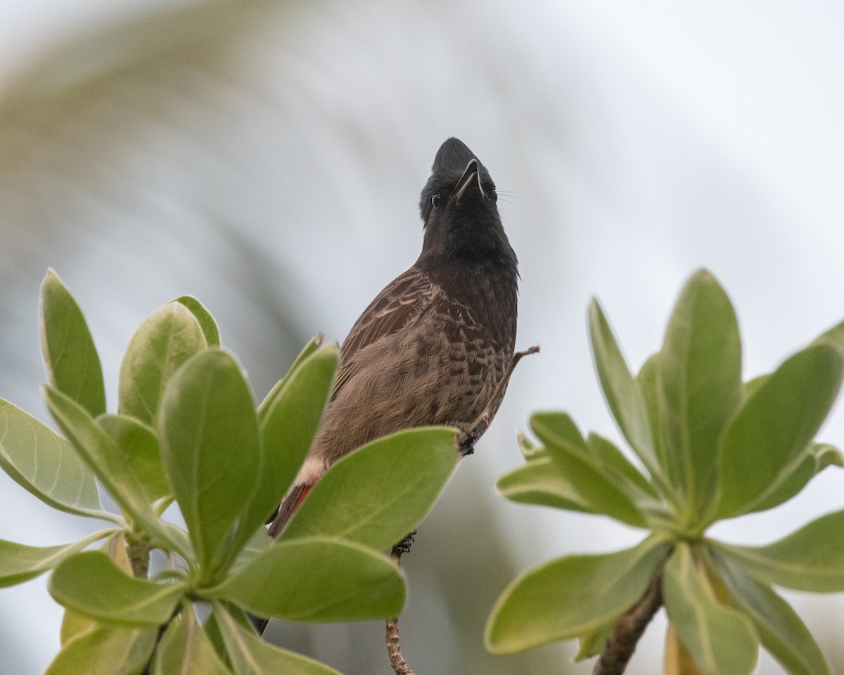 Bulbul à ventre rouge - ML647599977