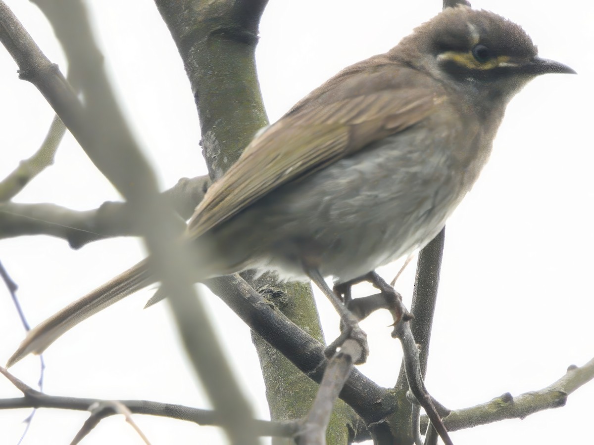 Sarı Yanaklı Balkuşu - ML647599985