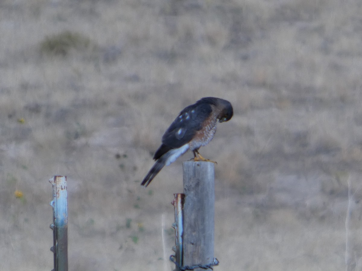 Sharp-shinned Hawk - ML647599987