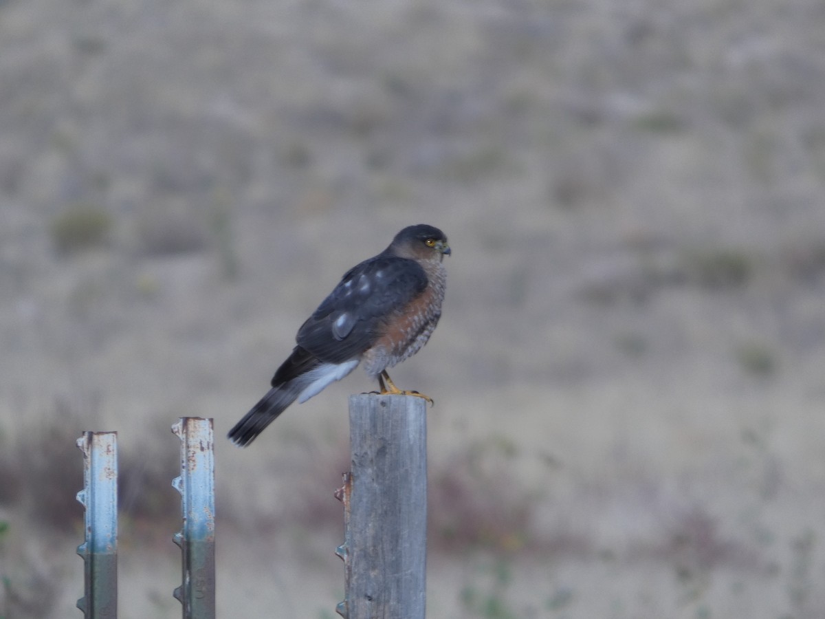 Sharp-shinned Hawk - ML647599988