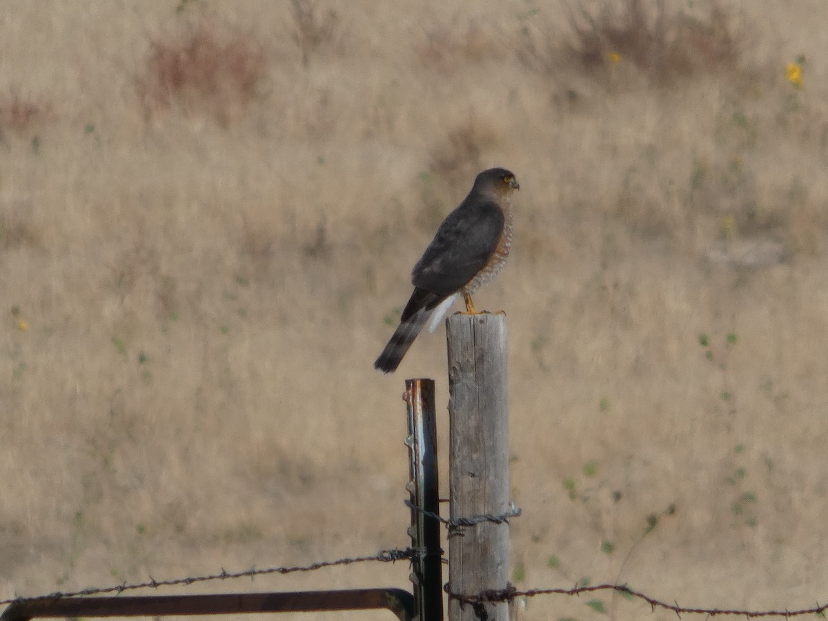 Sharp-shinned Hawk - ML647599989