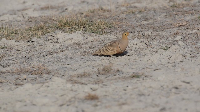 Kahverengi Bağırtlak - ML647599990