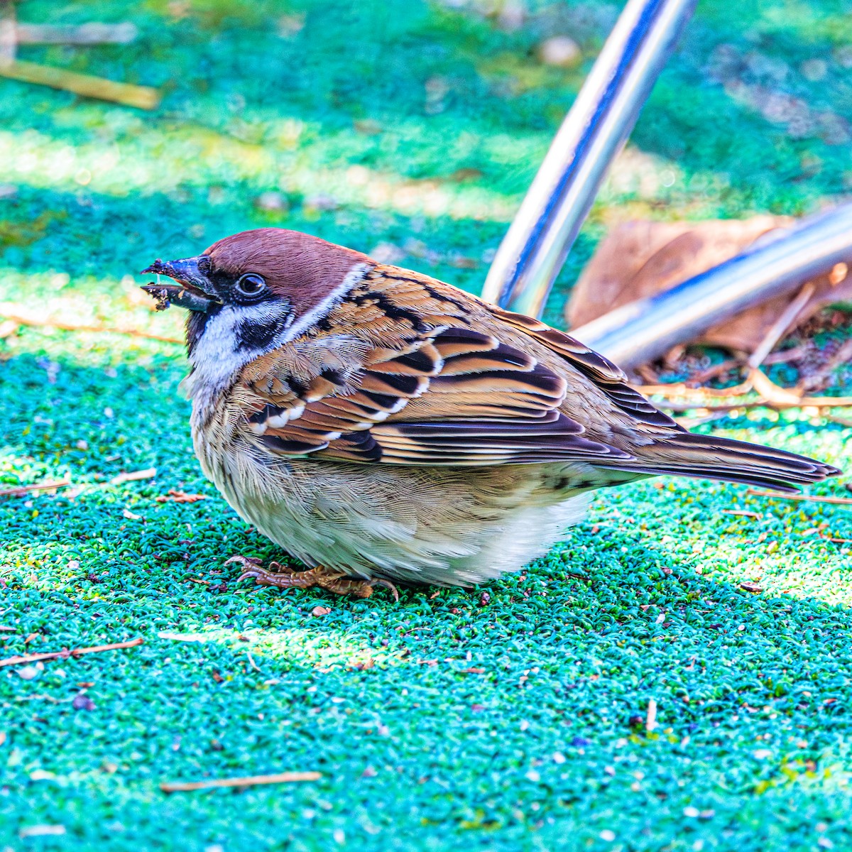 Горобець польовий - ML647599995