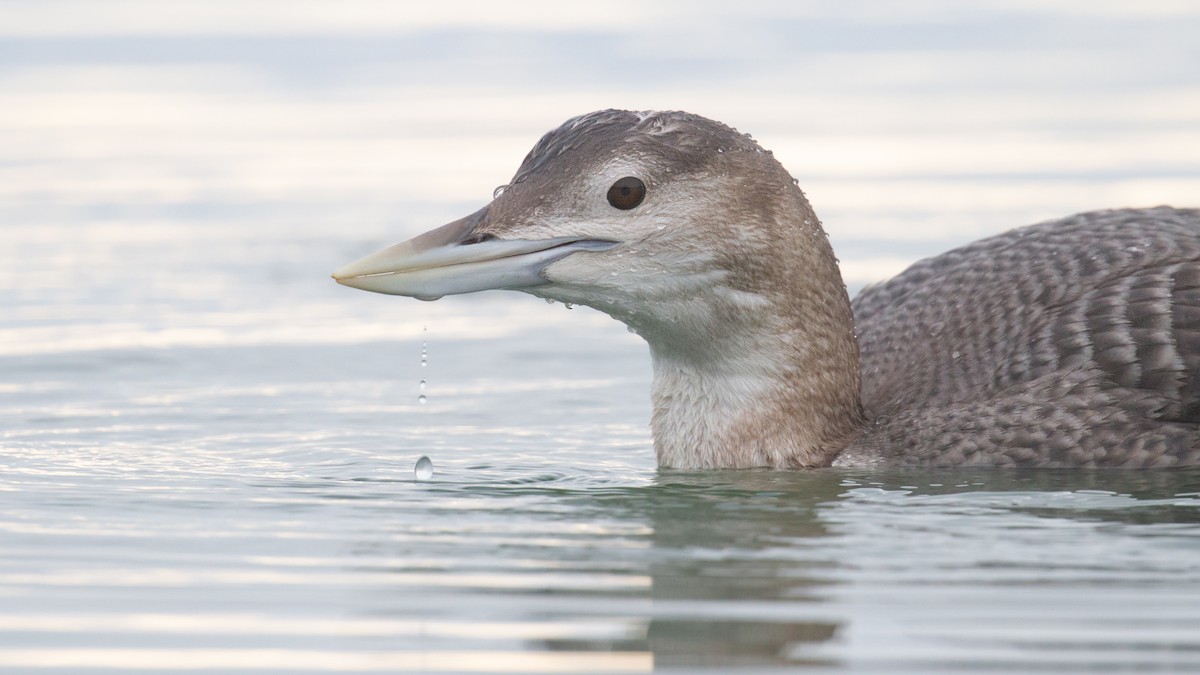 白嘴潛鳥 - ML647600005