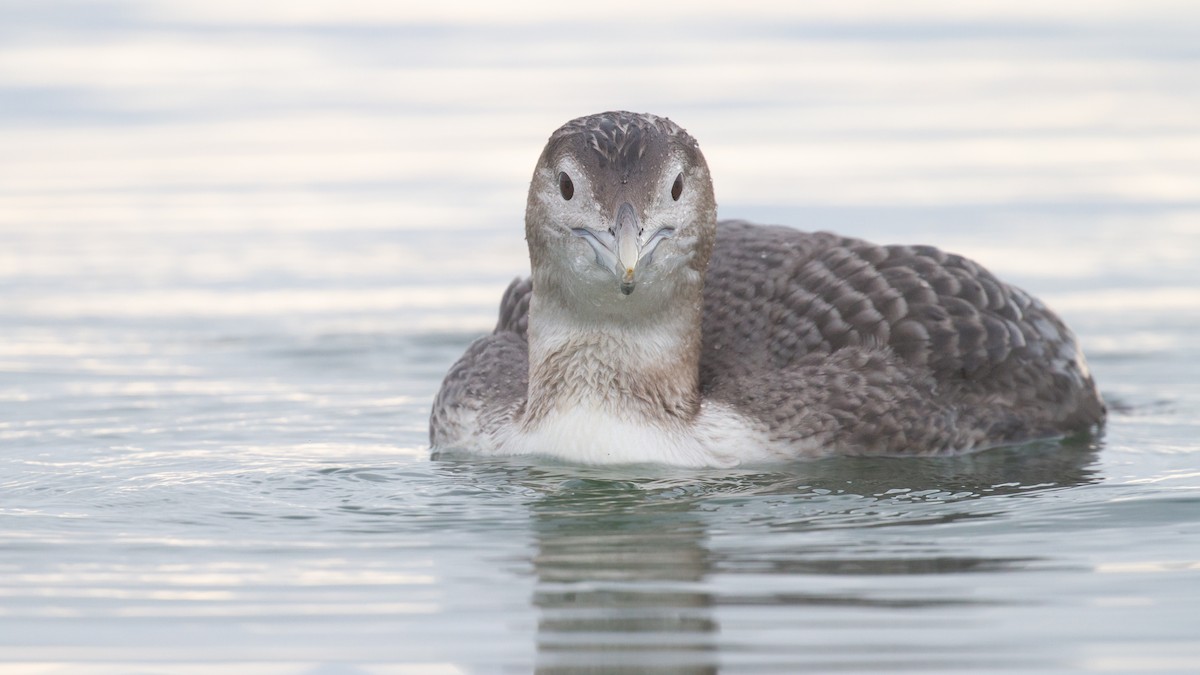 白嘴潛鳥 - ML647600007