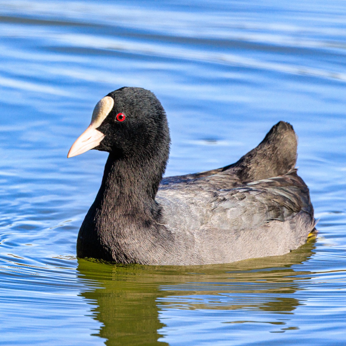 Лиска звичайна - ML647600008