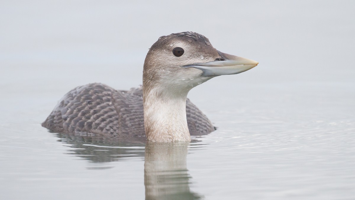 白嘴潛鳥 - ML647600010