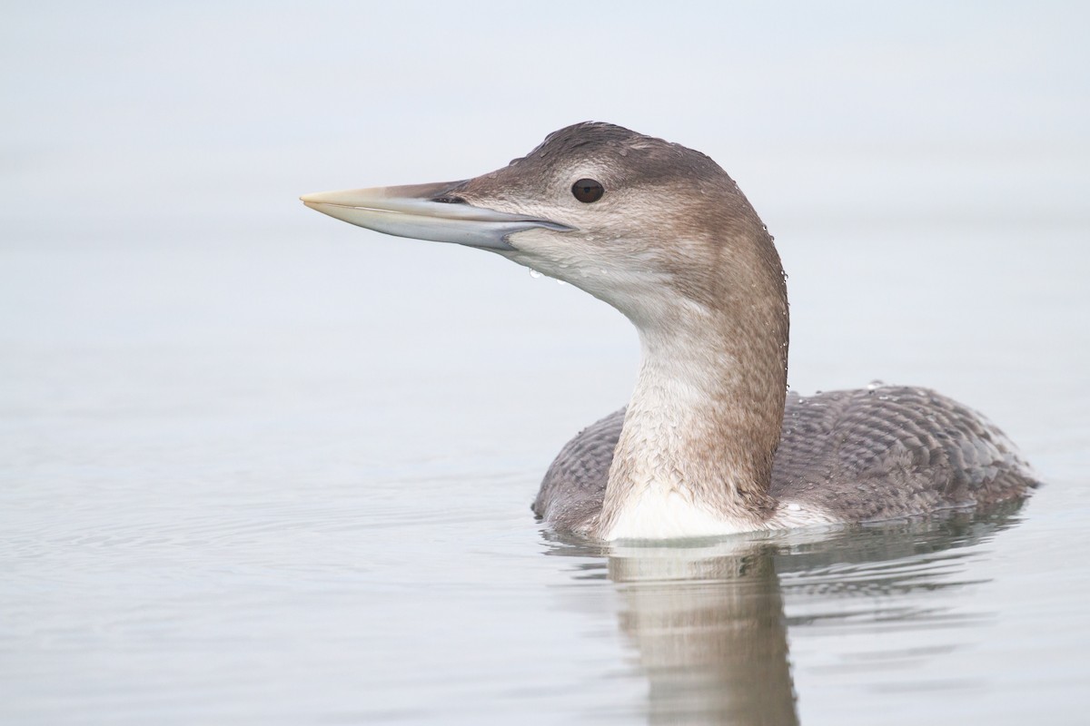 白嘴潛鳥 - ML647600013