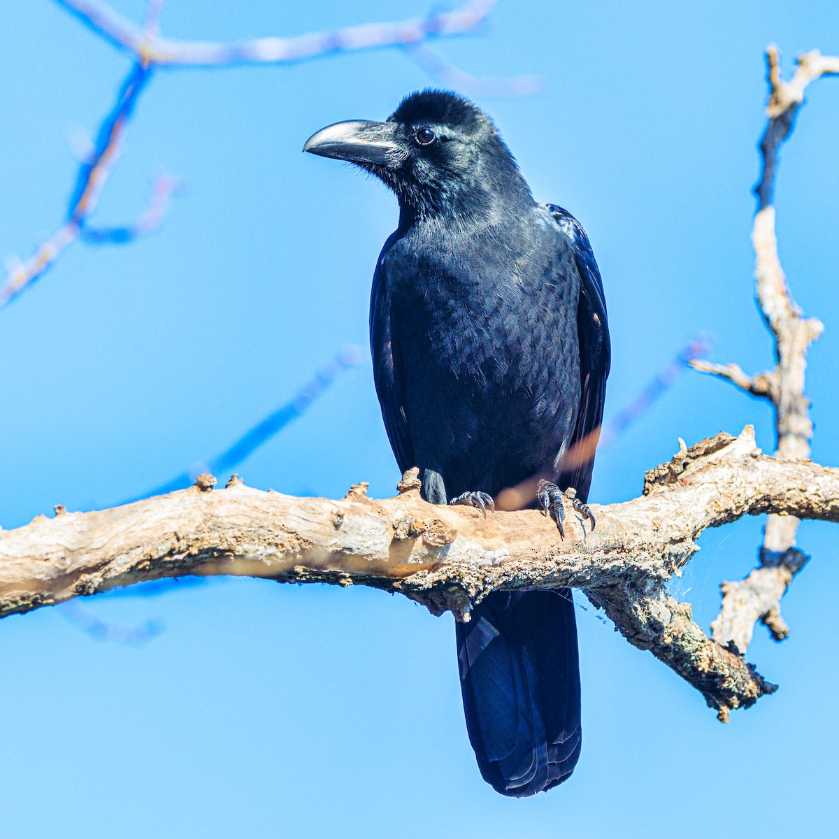 Ворона великодзьоба - ML647600016