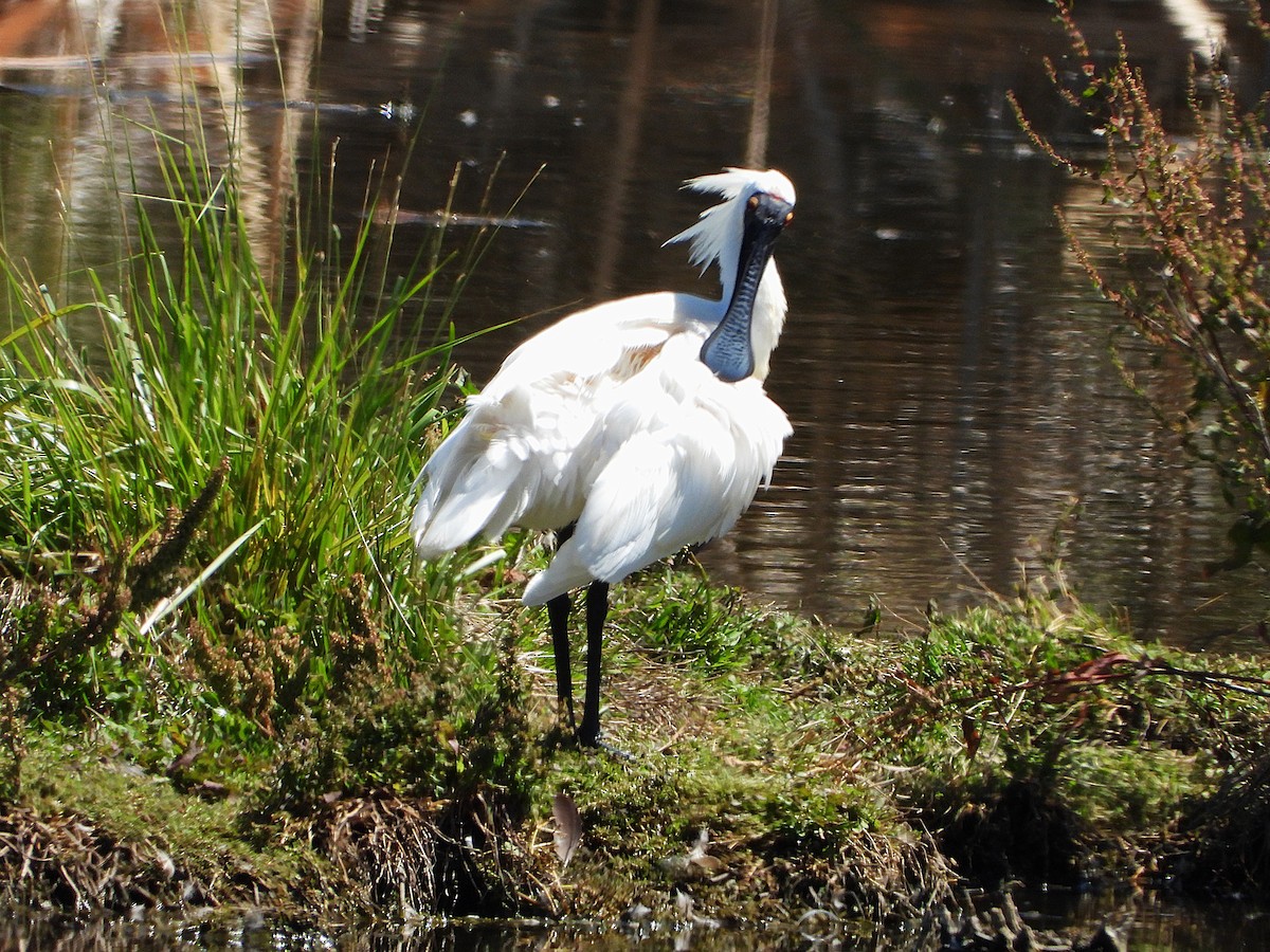 Косар королівський - ML647600021