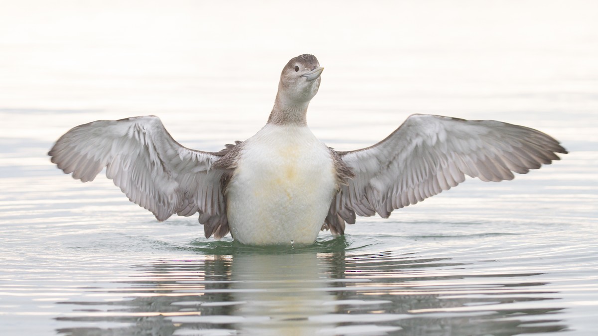 白嘴潛鳥 - ML647600041