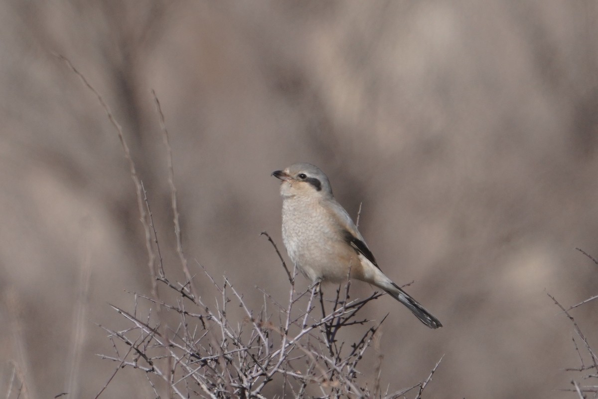 Antzandobi boreala - ML647600042