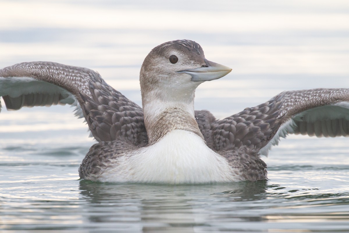 白嘴潛鳥 - ML647600043