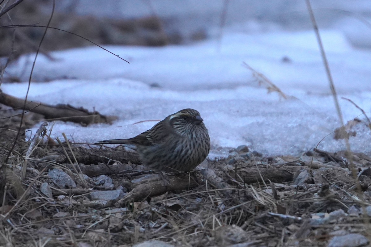 Chinese White-browed Rosefinch - ML647600044