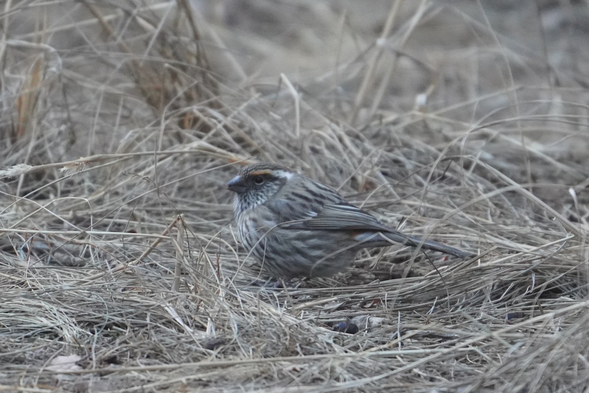 Chinese White-browed Rosefinch - ML647600045