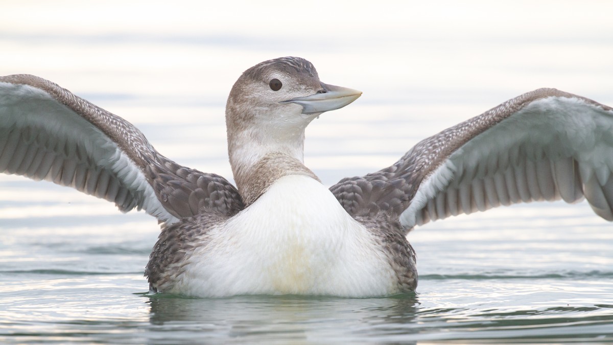 白嘴潛鳥 - ML647600046