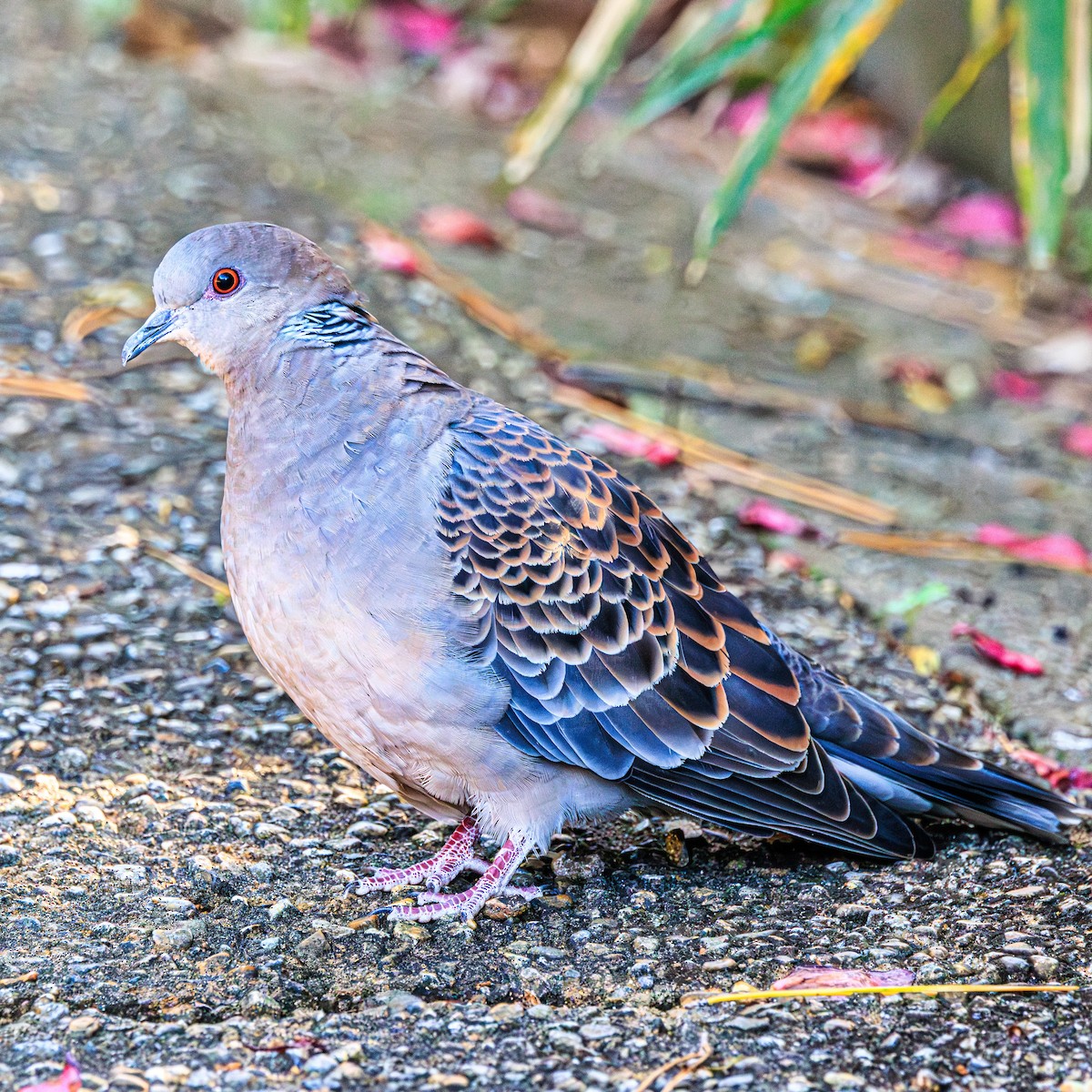 Горлиця велика - ML647600060