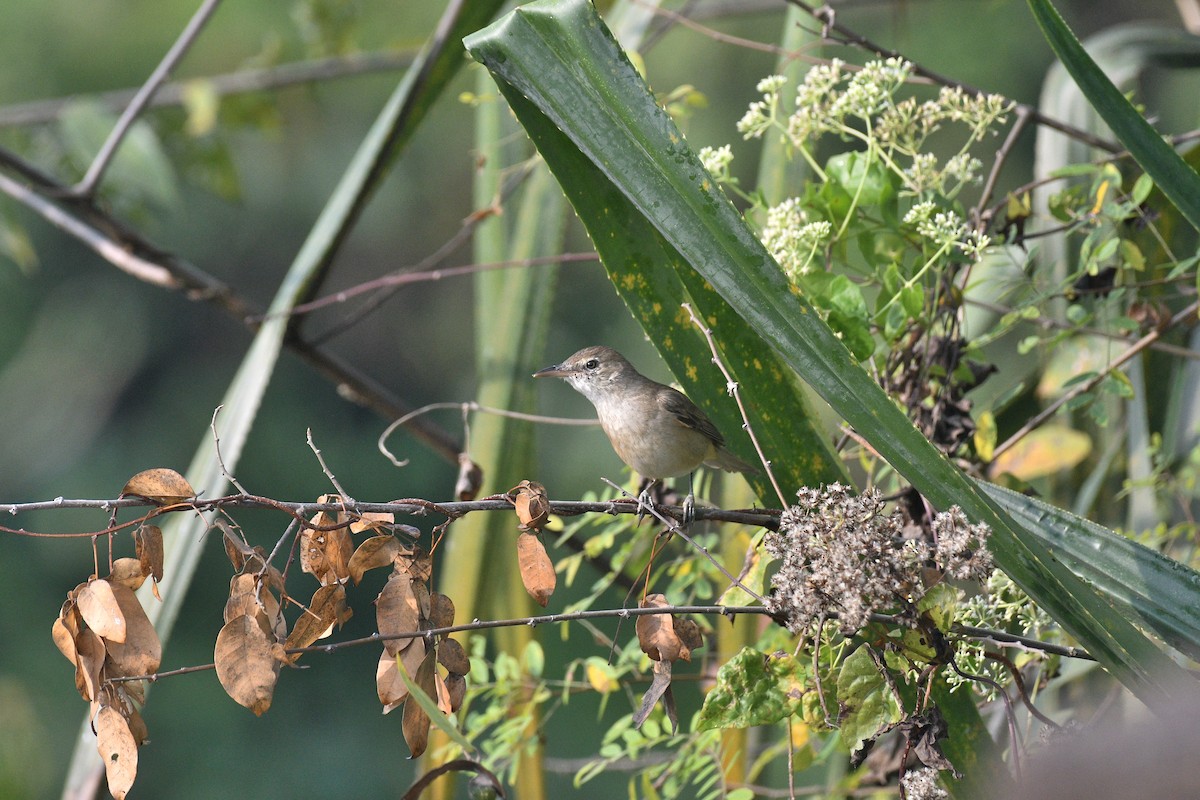 Clamorous Reed Warbler - ML647600063