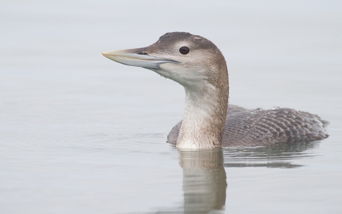 白嘴潛鳥 - ML647600069