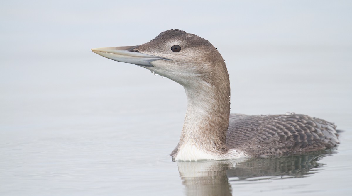 白嘴潛鳥 - ML647600073