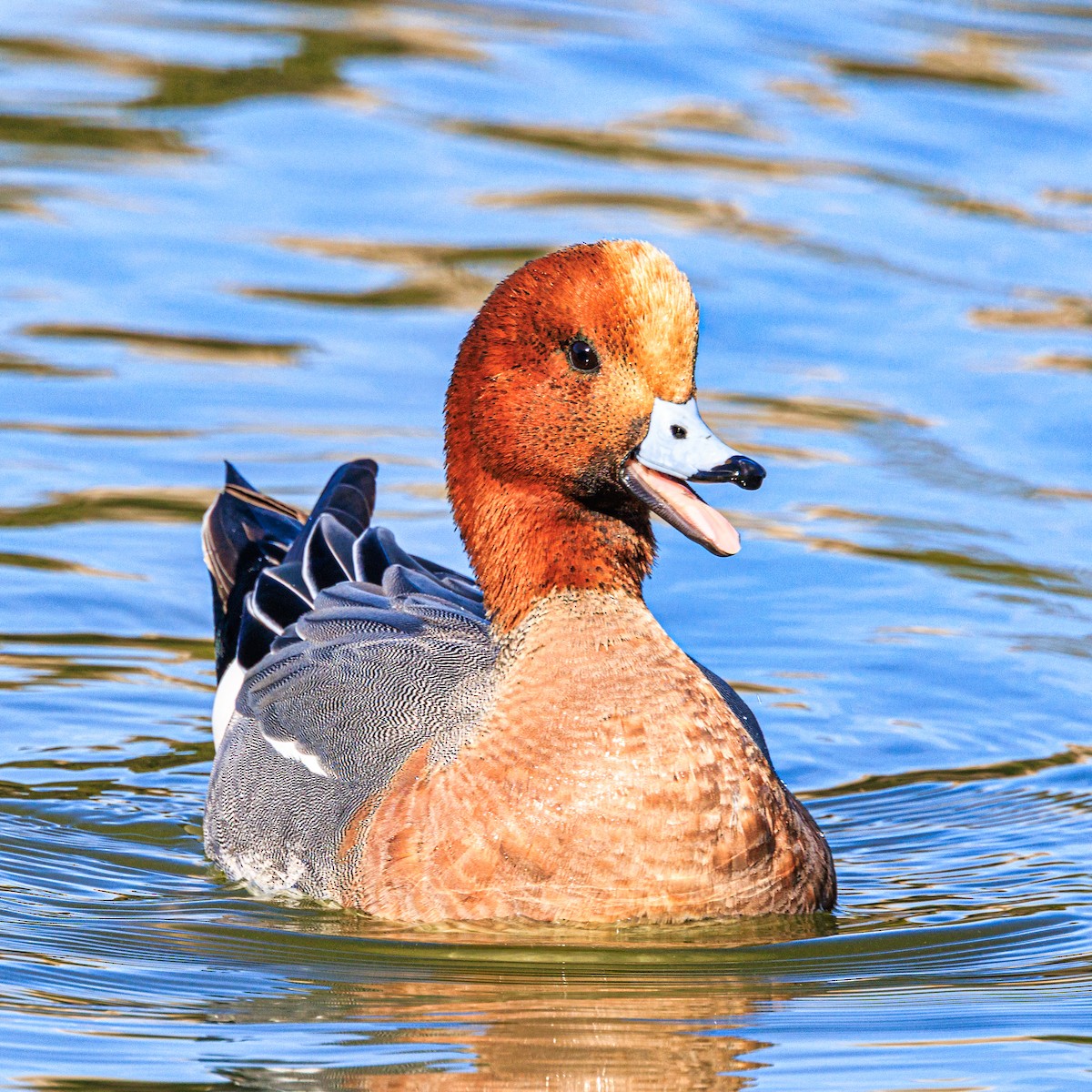 Свищ євразійський - ML647600074