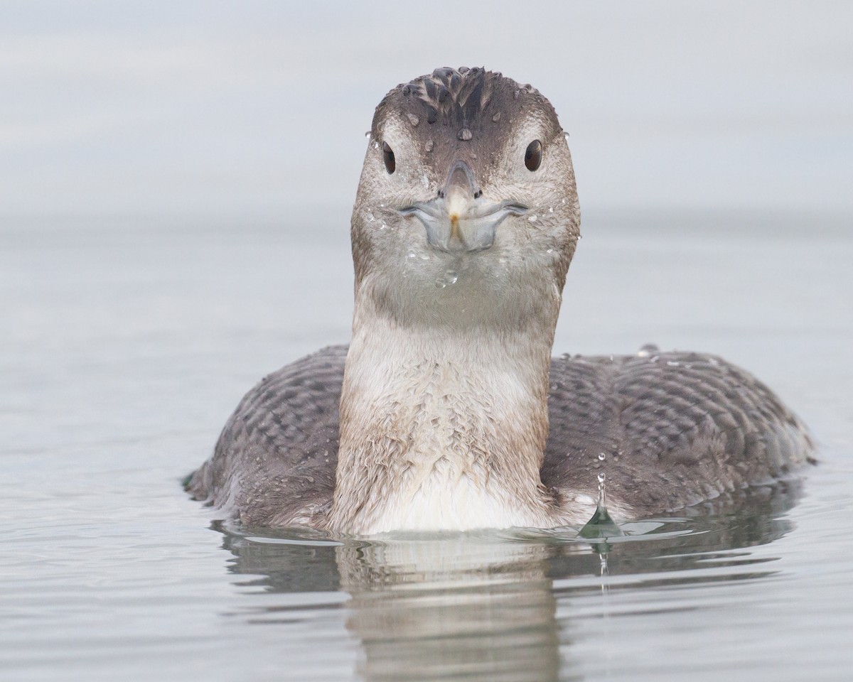 白嘴潛鳥 - ML647600075