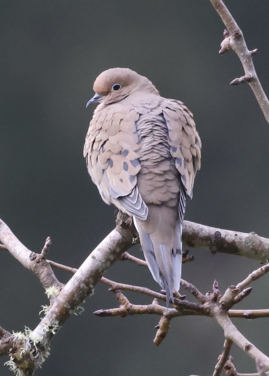 Mourning Dove - ML647600076
