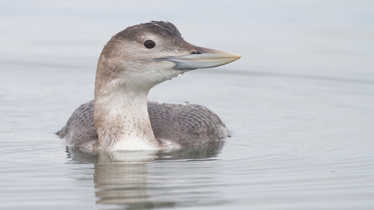 白嘴潛鳥 - ML647600077