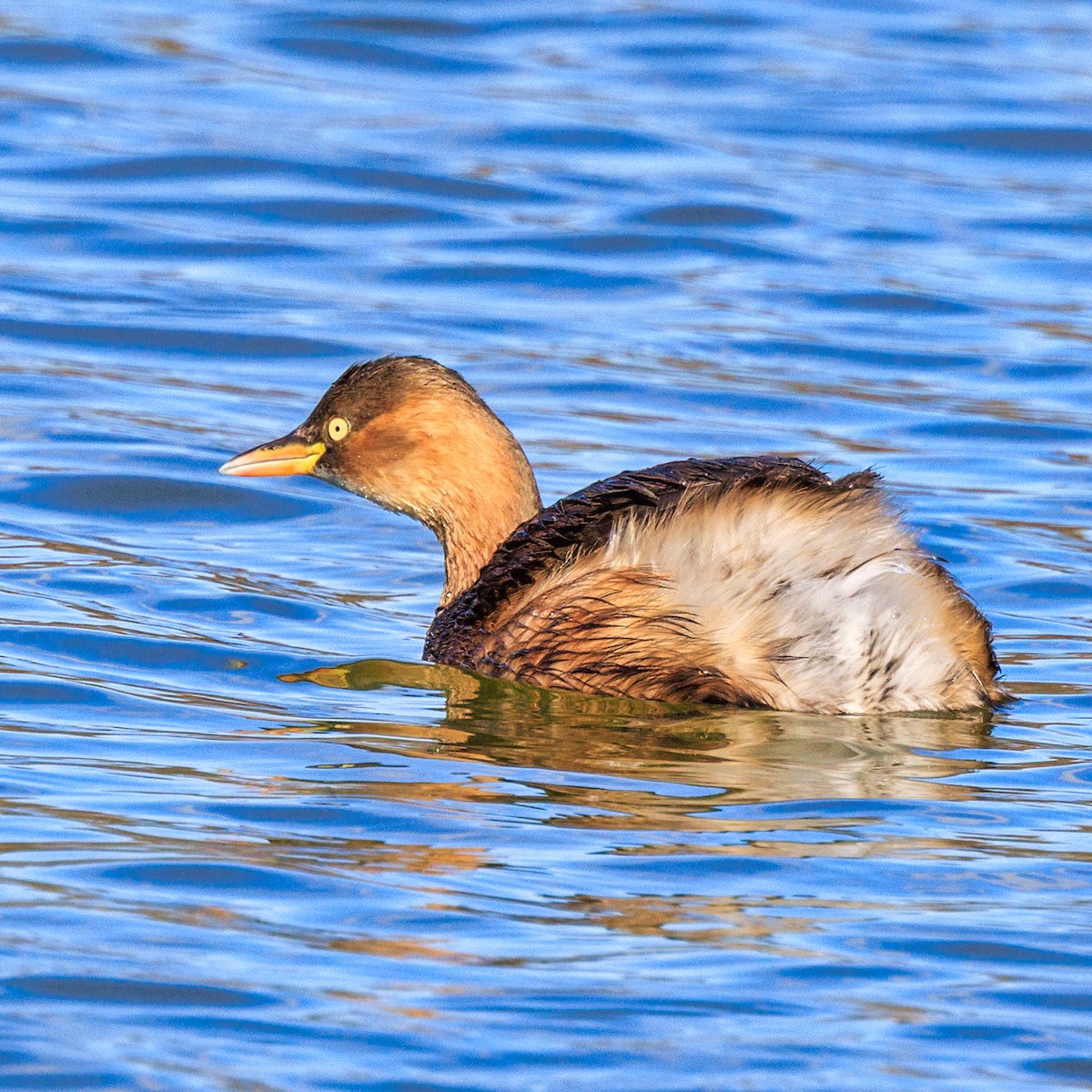 Пірникоза мала - ML647600080