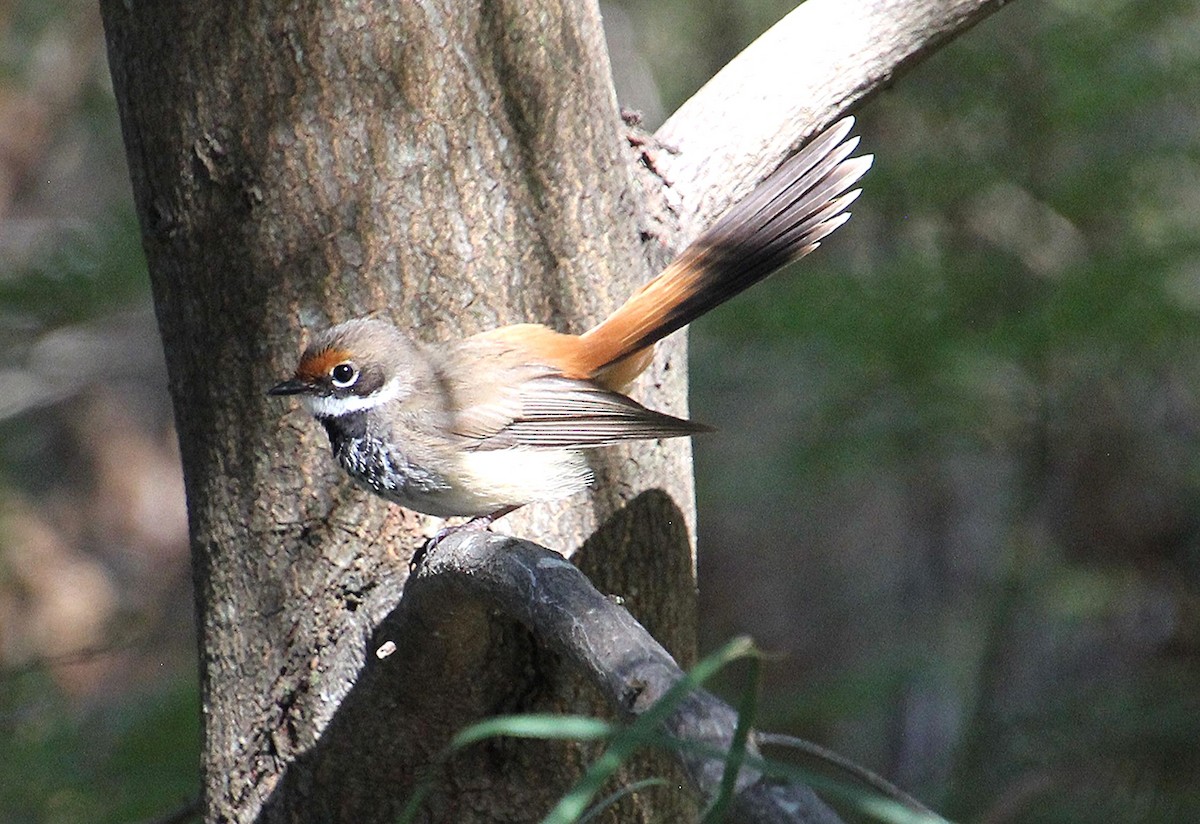 Australian Rufous Fantail - ML647600083