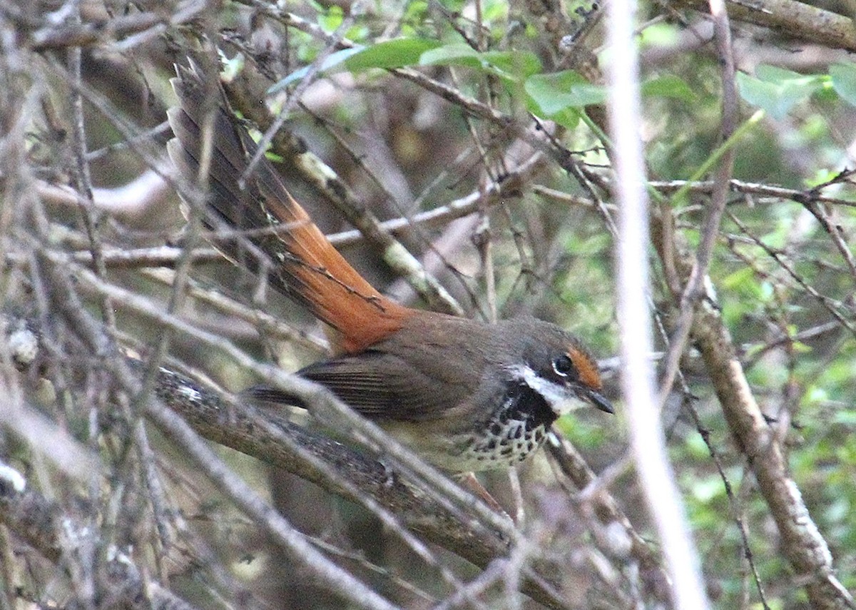 Australian Rufous Fantail - ML647600084