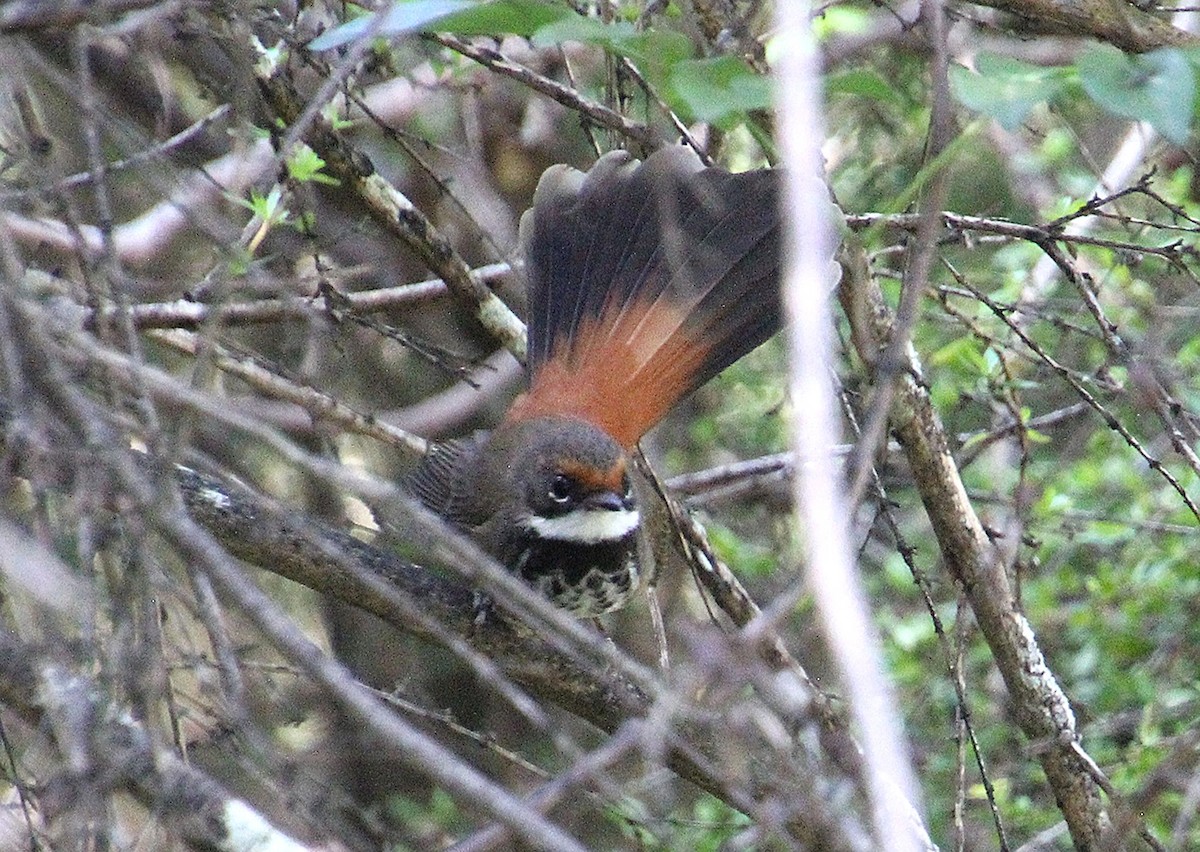 Australian Rufous Fantail - ML647600085