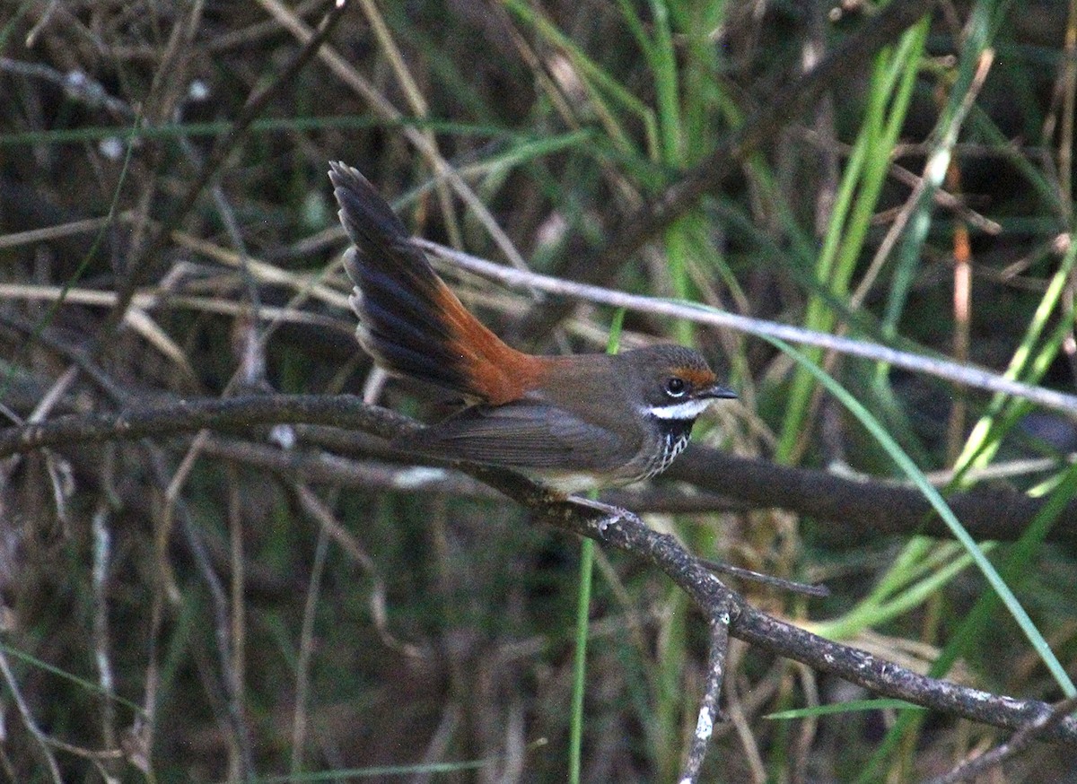 Australian Rufous Fantail - ML647600086