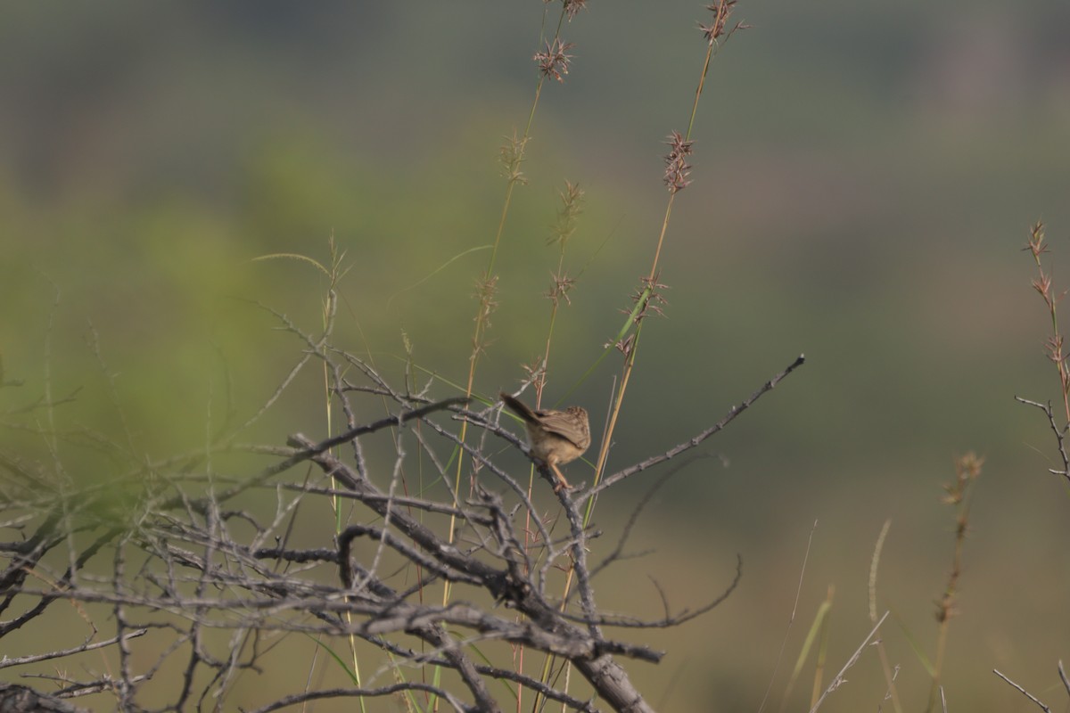 Hint Yedikardeşi - ML647600092