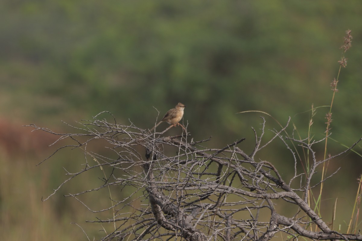 Hint Yedikardeşi - ML647600096