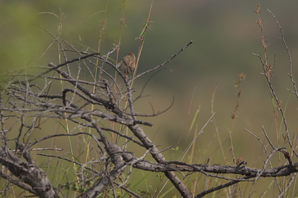 Hint Yedikardeşi - ML647600097