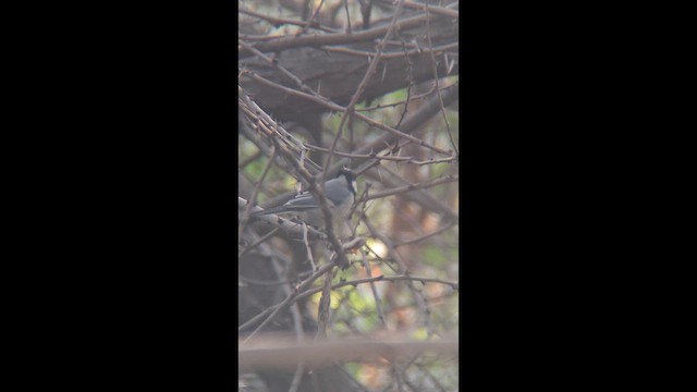 Carbonero Oriental (India) - ML647600098