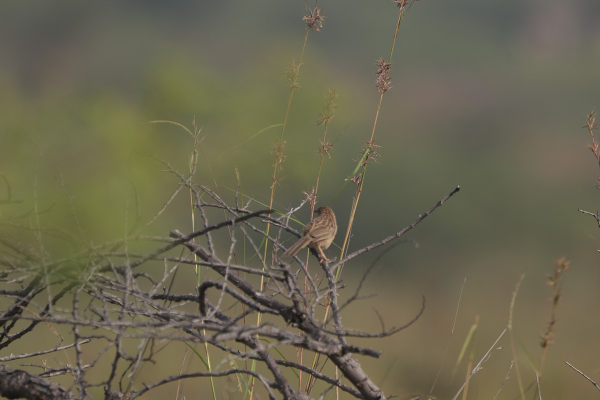 Hint Yedikardeşi - ML647600100