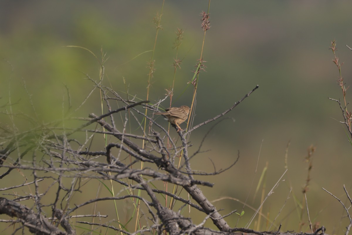 Hint Yedikardeşi - ML647600101