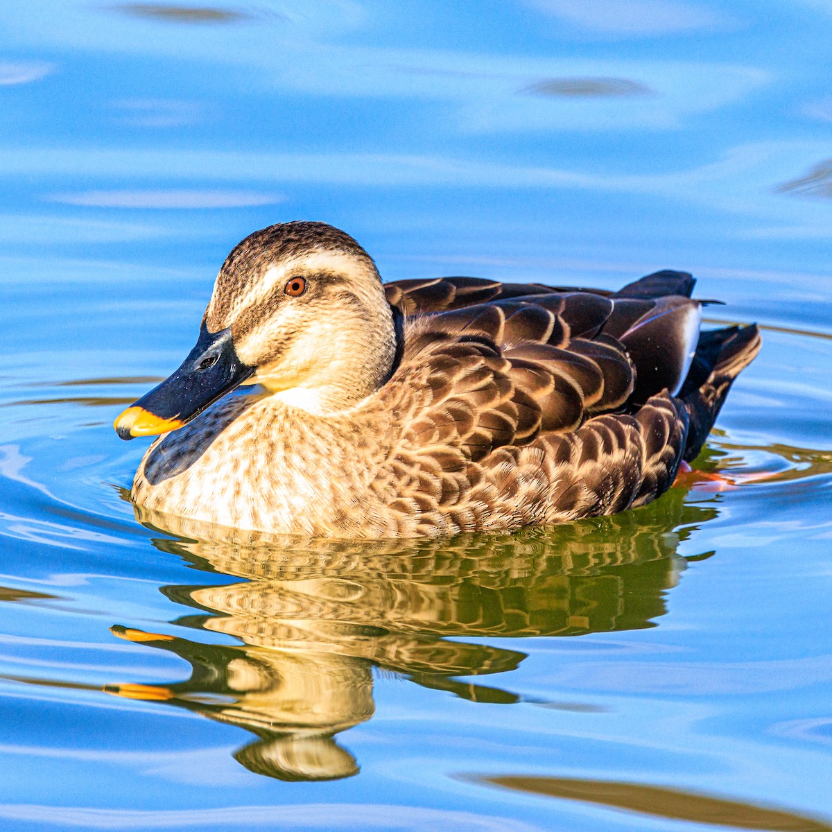 Çin Benekgagası - ML647600102