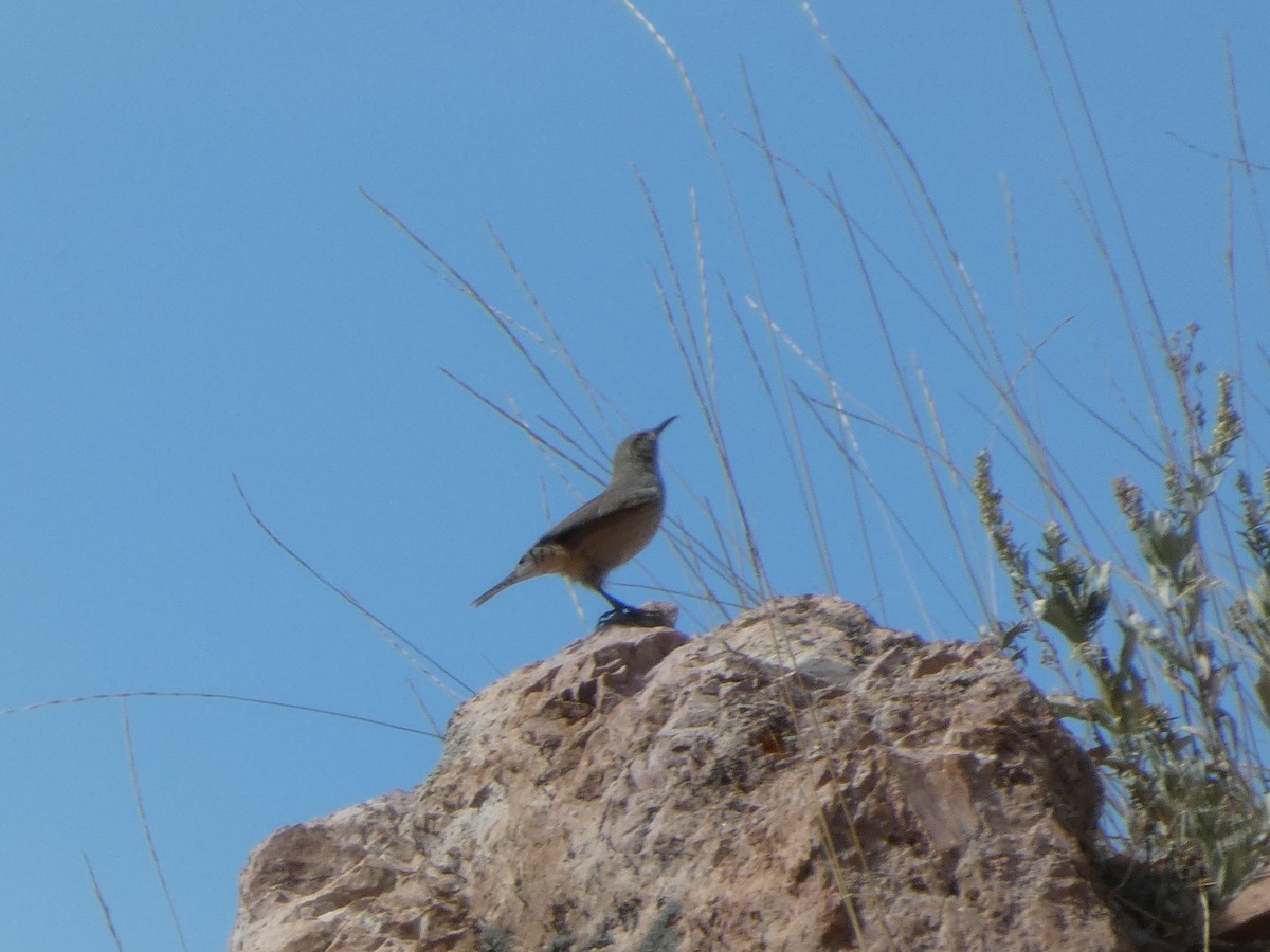 Kaya Çıtkuşu - ML647600104