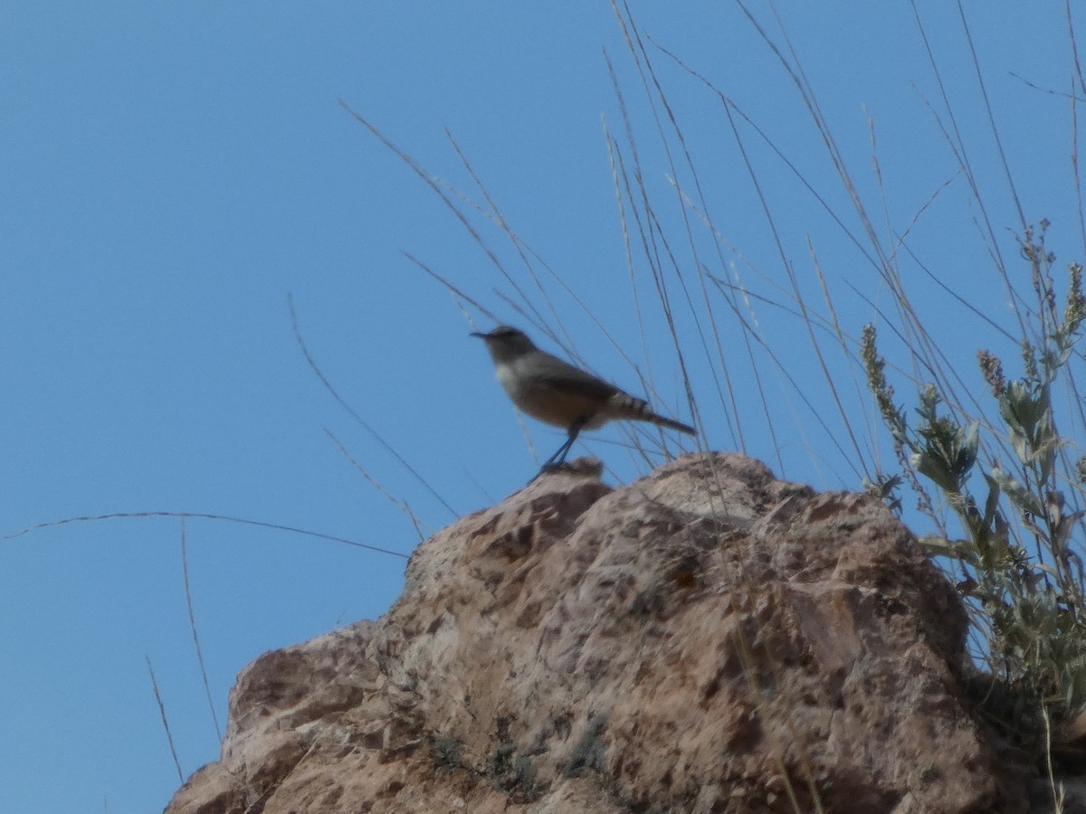 Kaya Çıtkuşu - ML647600105