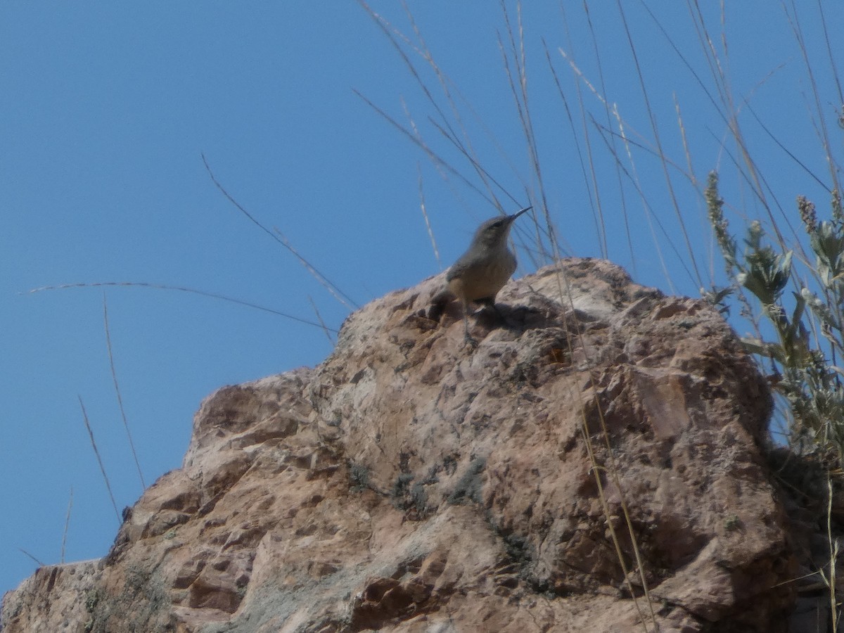 Kaya Çıtkuşu - ML647600106