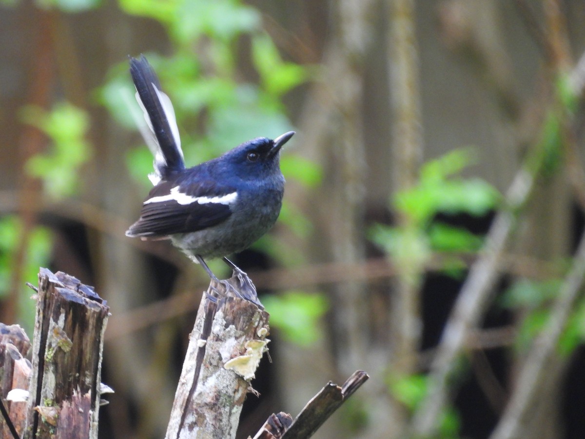 Çinhindi Alaca Bülbülü - ML647600107