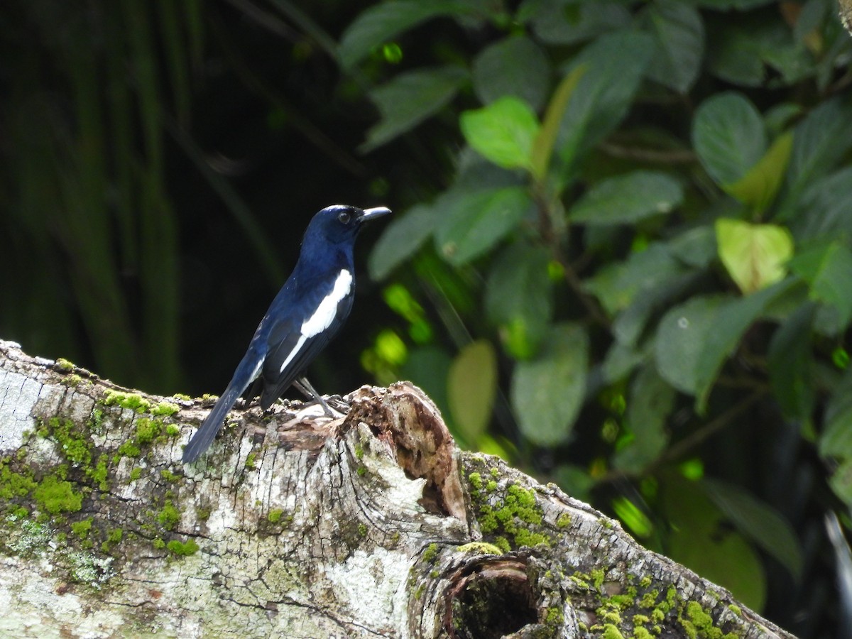 Çinhindi Alaca Bülbülü - ML647600108